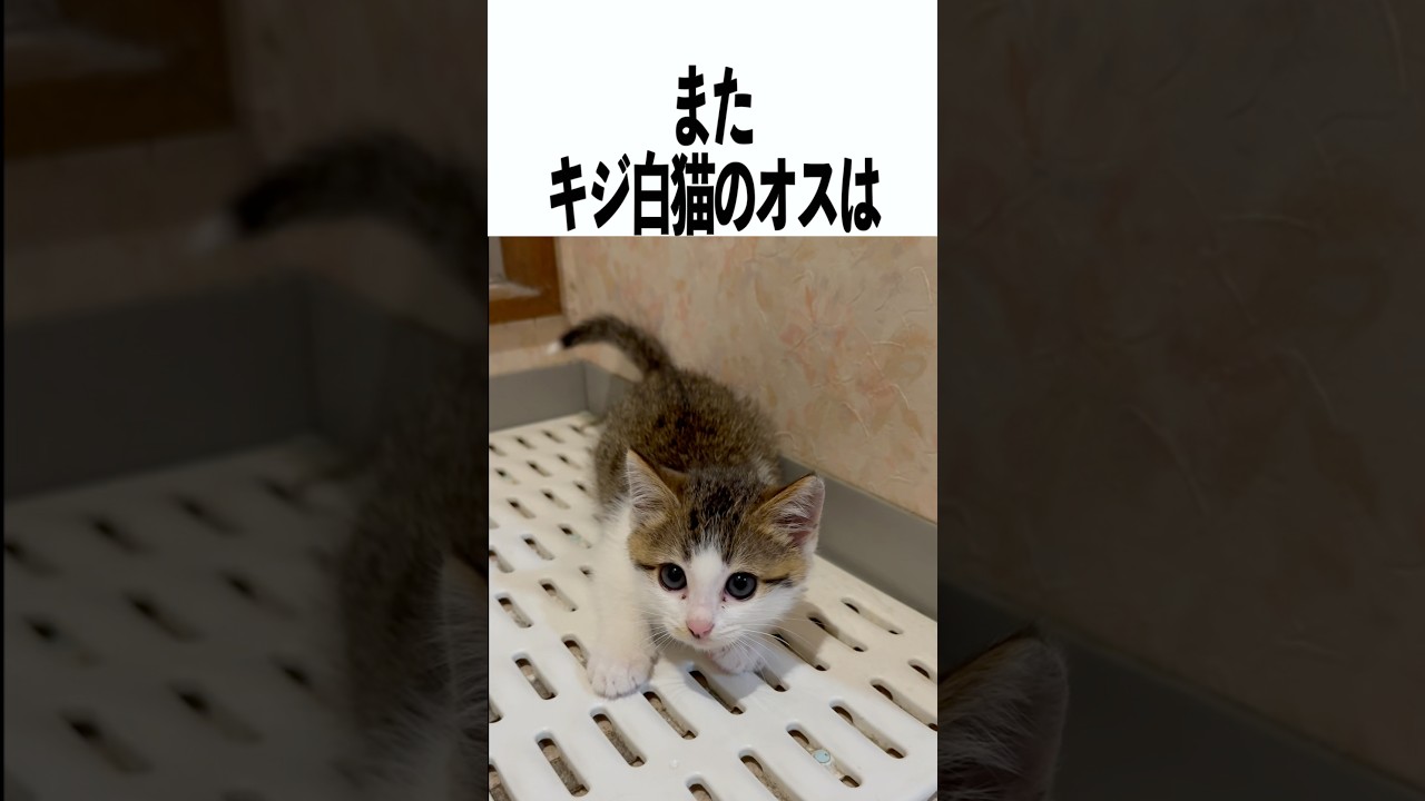 キジ白猫に関する雑学 #猫 #雑学 #トリビア #キジ白 #ねこのいる生活 #shorts