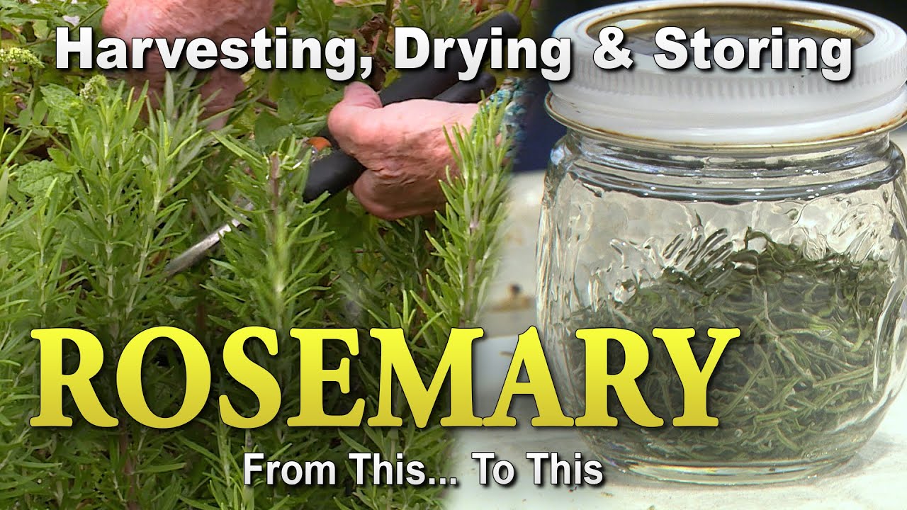 Rosemary: Harvesting, Drying, and Storing