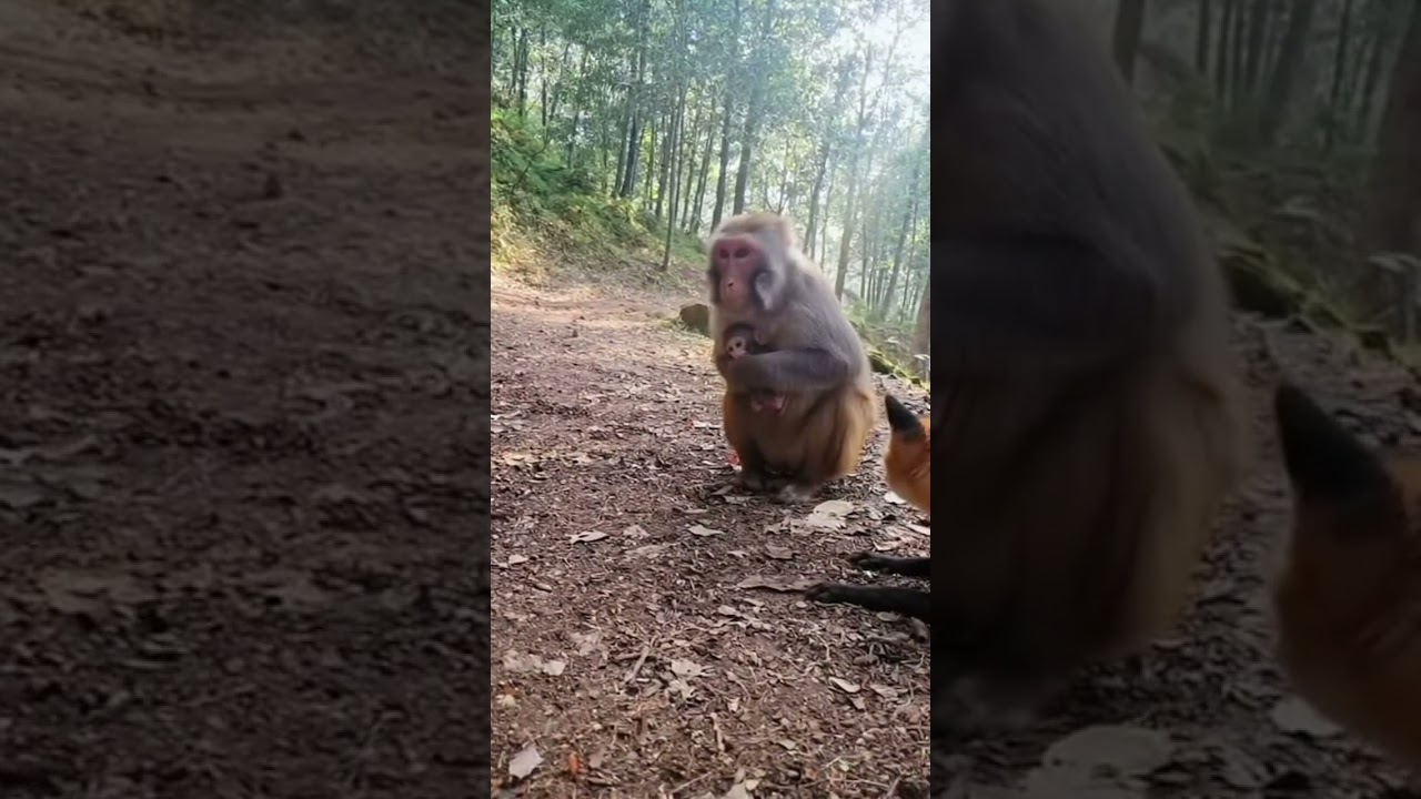 Monkey Saves Baby from Fox Attack — Unbelievable Wild Rescue! 