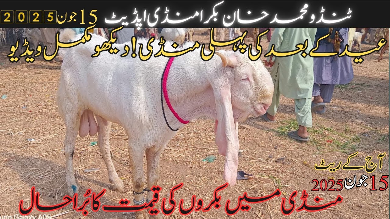Tando Muhammad Khan Bakra Mandi 15 June 2025 Update | Teddi Bakri | Tando Saindad Latest Mandi