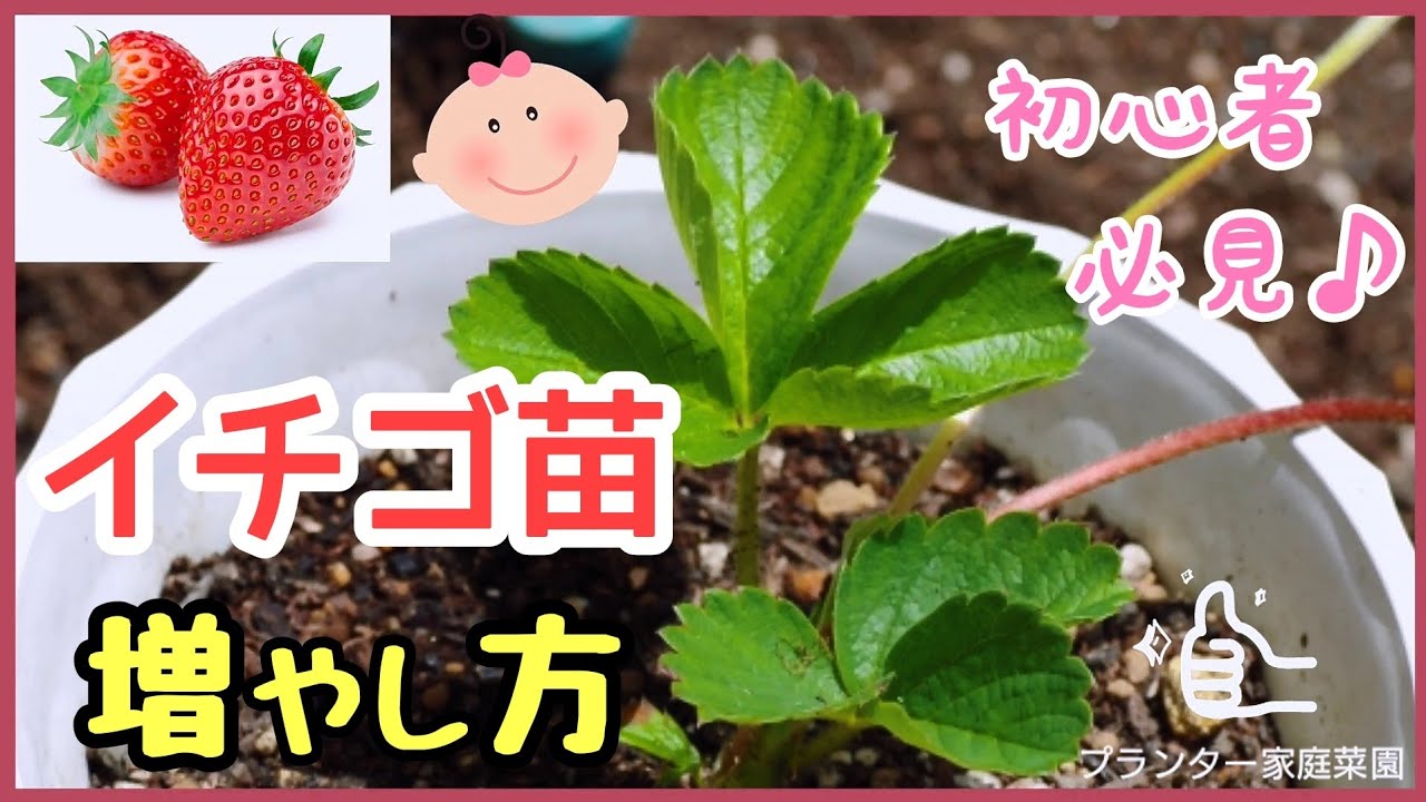 やらなきゃ損！初心者もできるランナーで苗を増やす最強の秘訣とは♪プランター家庭菜園【イチゴの育て方】