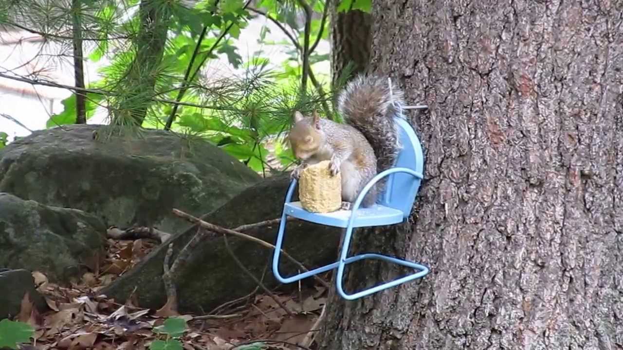 Squirrel in chair corn cobb feeder