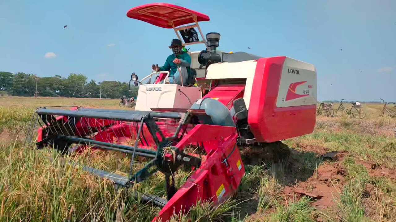 Lovol RG108 Plus Mesin Panen Padi (Combine Harvester) Panen di Subang