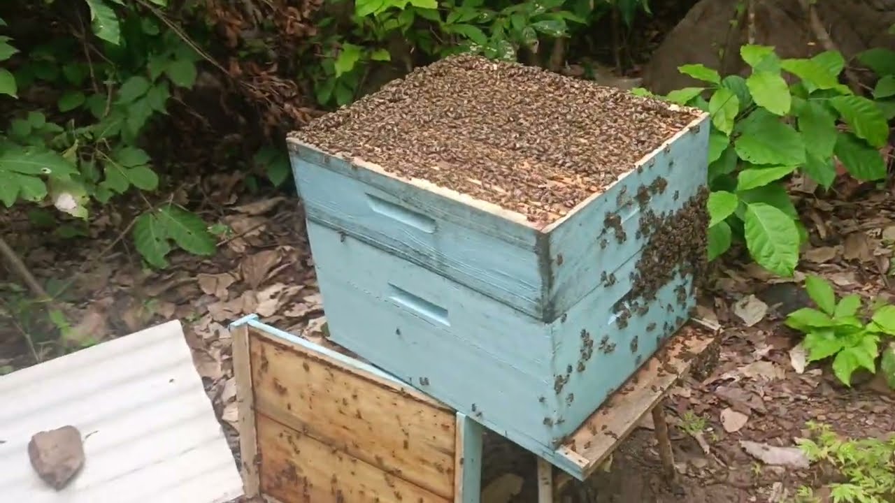 Fui olhar minhas colméias e tive uma surpresa 😱