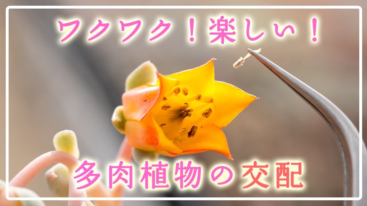【2025年版】交配のコツをじっくり解説します！