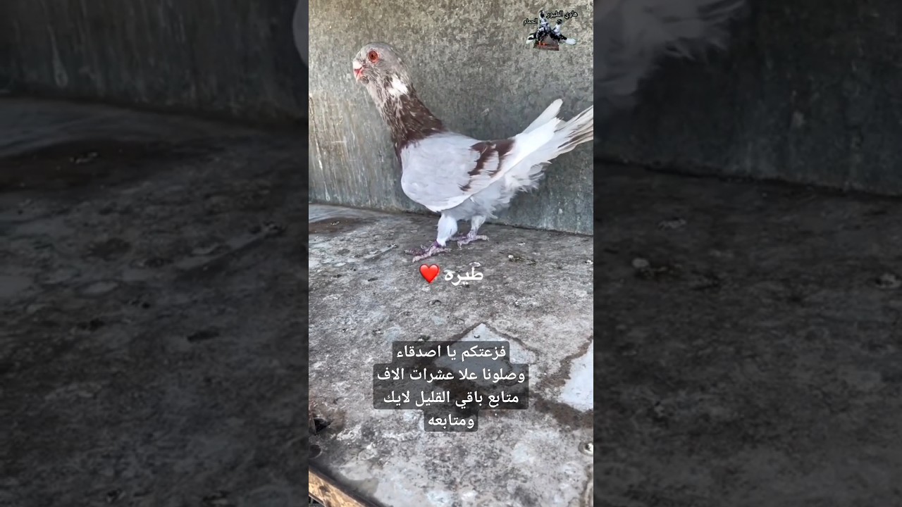 طيره حمام بلق شامي ماشاء الله تبارك الرحمن
