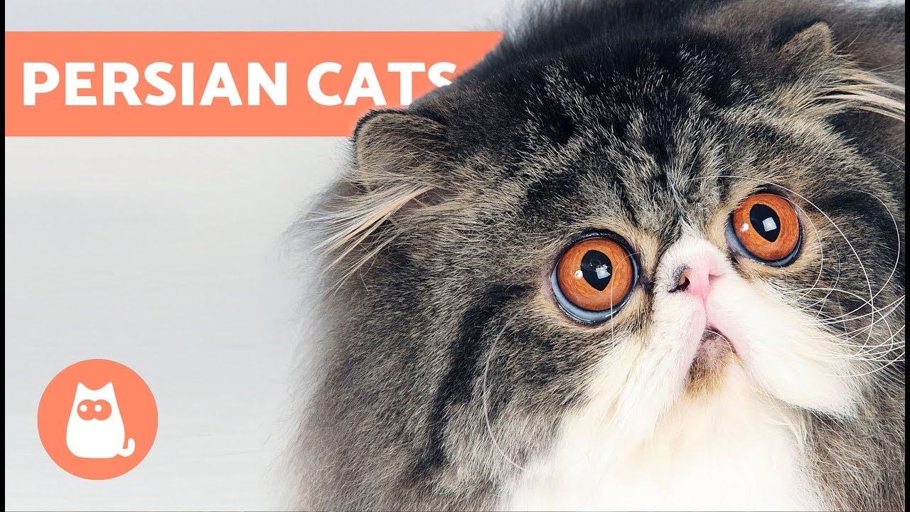 How to Identify Types of Persian Cats