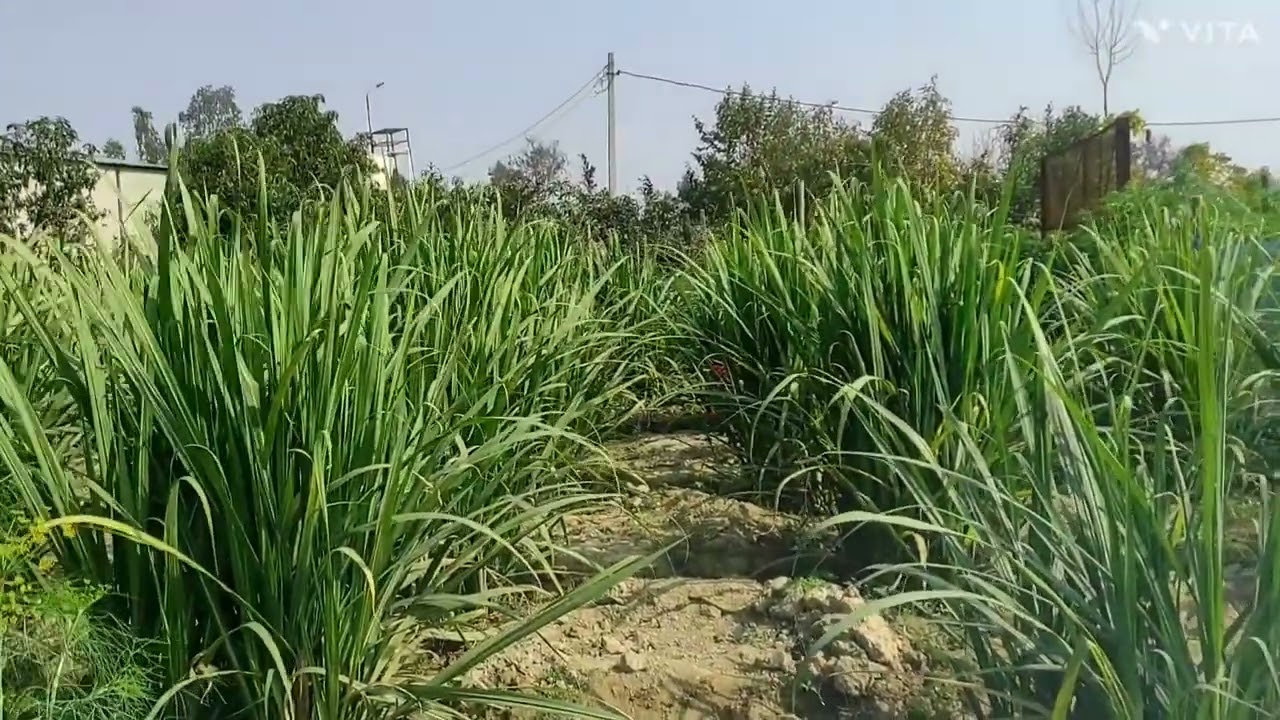 गन्ने की अधिक पैदावार कैसे लें। रिंग पिट विधि से @Dr.puregene #गन्ना किसान#गन्ना मिल#उन्नत किसान