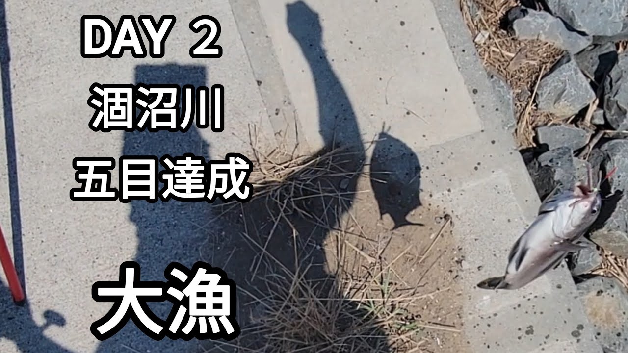 [　大漁　]　[　Day 2 　涸沼川   五目達成　]　続き…ハゼ釣って、泳がせて、大物を釣る！！　…だが…久々珍しい魚種が  おみえに…　#曲/人魚のラテ