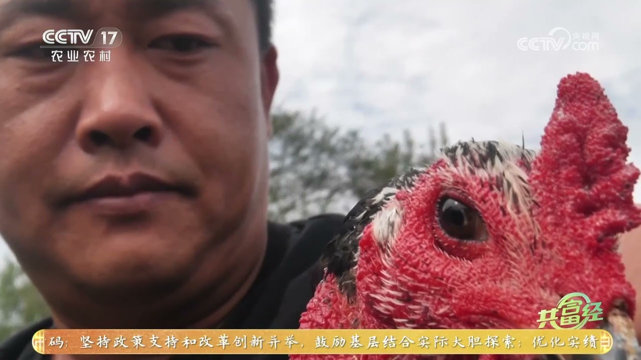 《共富经》 20260318 竞技场上迎新春 | 农业致富经 Agriculture And Farming
