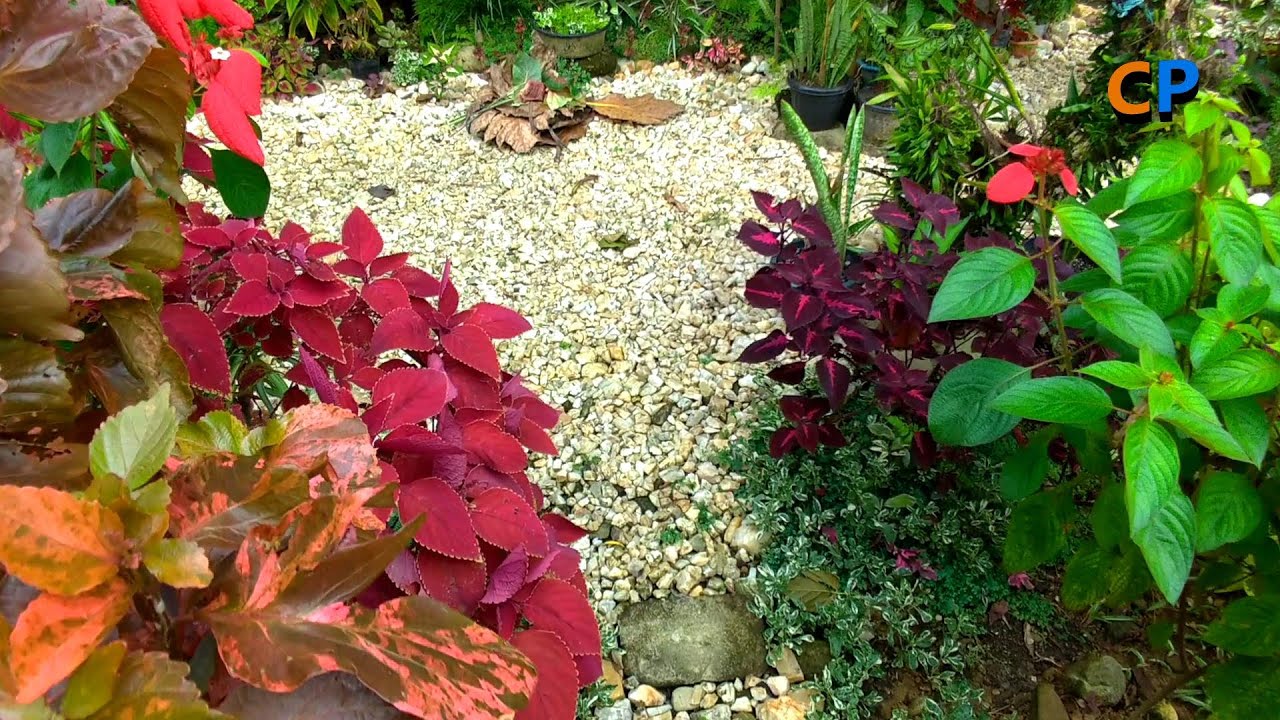 5 BEAUTIFUL HOUSE GARDENS WITH DIFFERENT PLANTS AND LANDSCAPE IDEAS