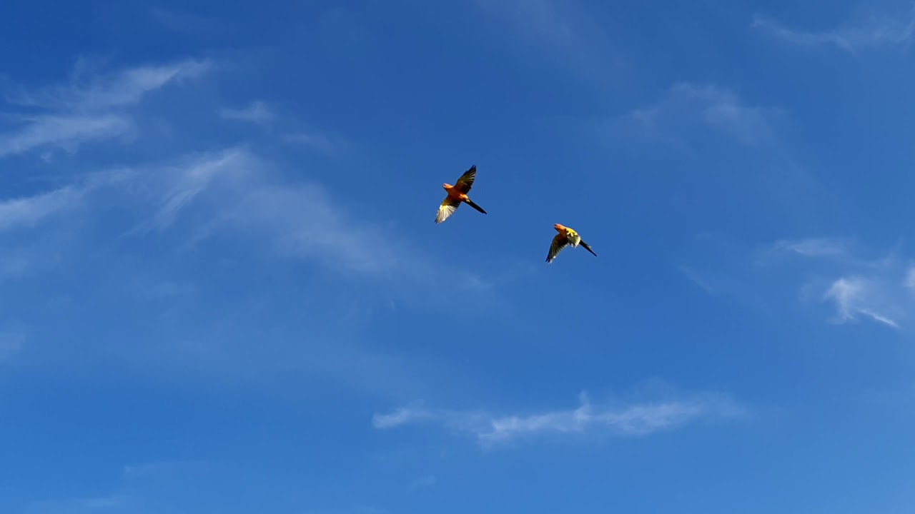 Free Flight  Sun Conure Tom&Mochi