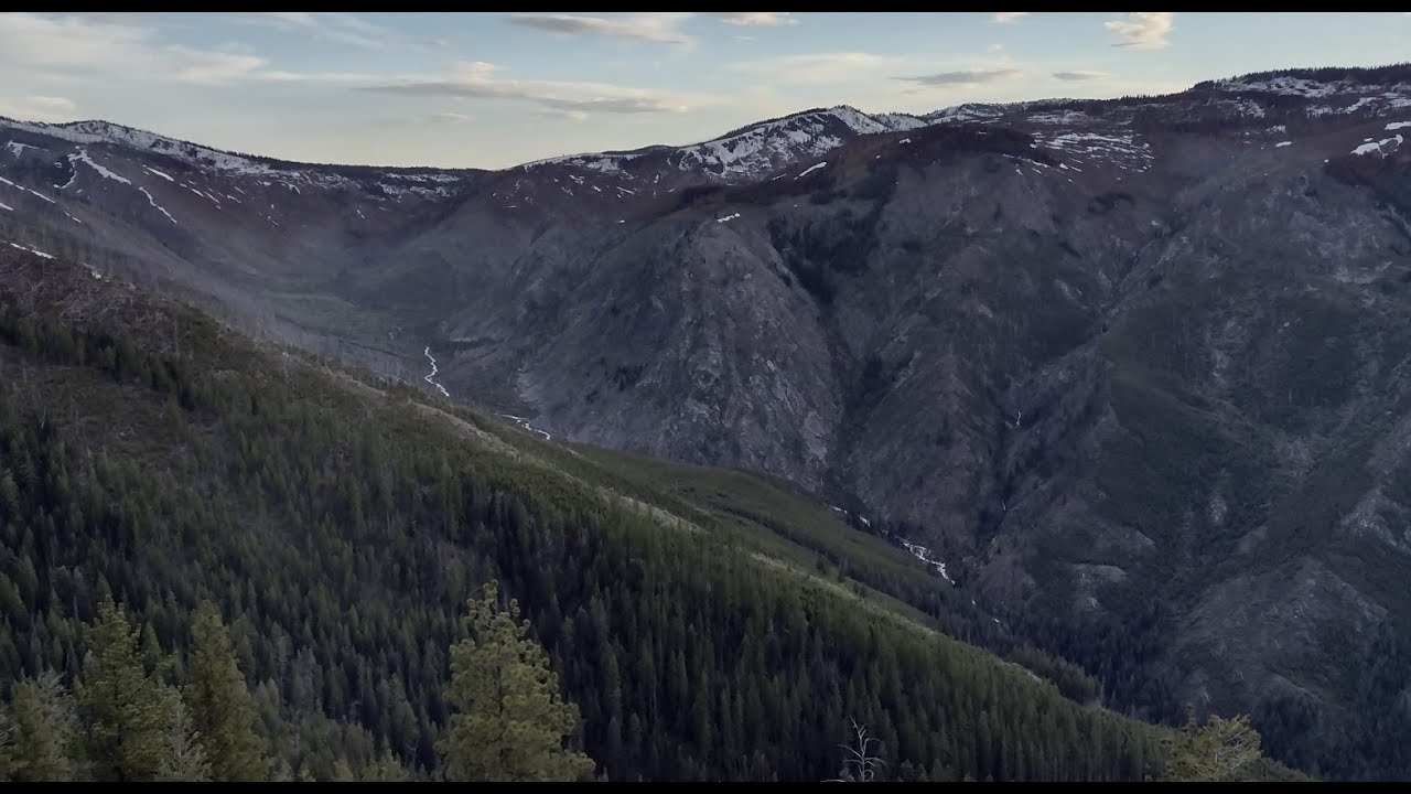 Idaho spring 2024 how to not hunt black bear