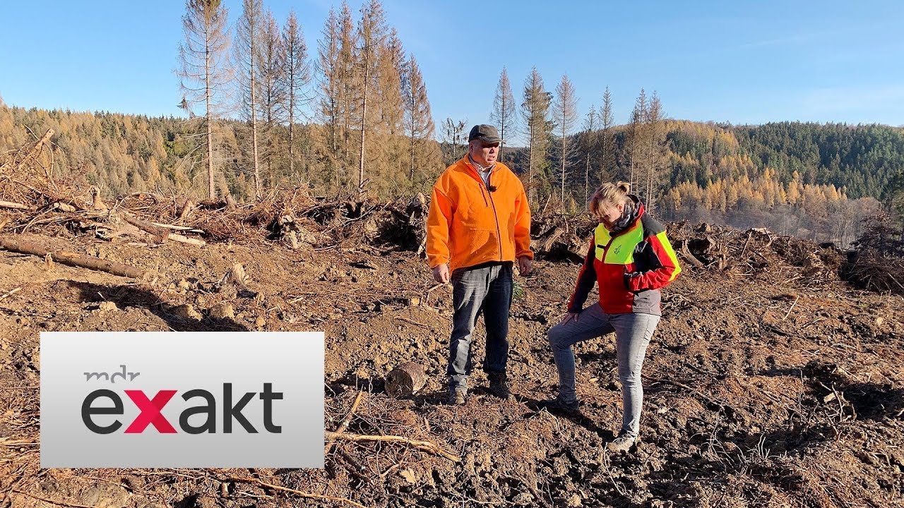 Praktikum im Forstbetrieb | Exakt | MDR