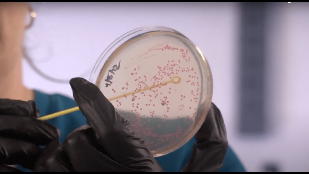 Picking a Colony from a Plate