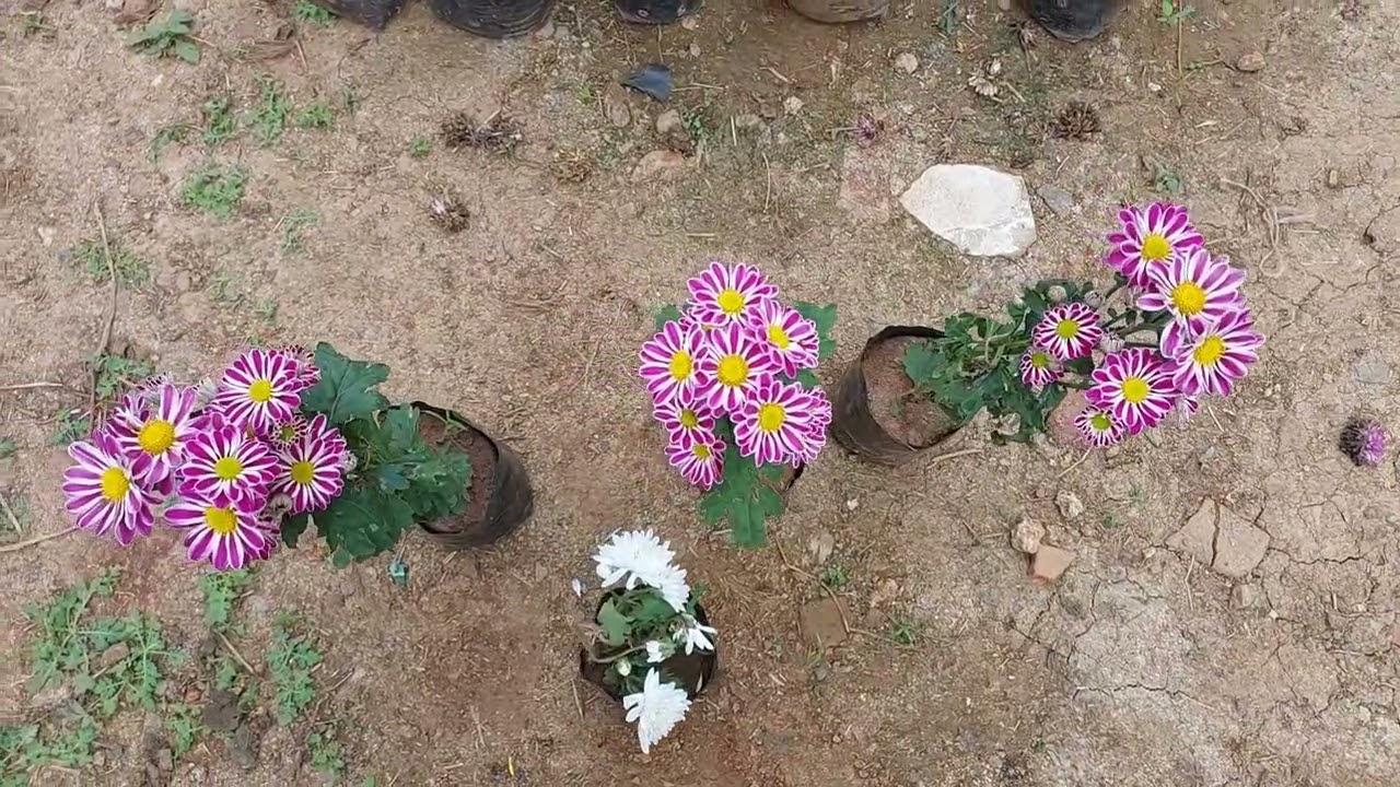 R S Nursery ఇంకొల్లు, బాపట్ల జిల్లా