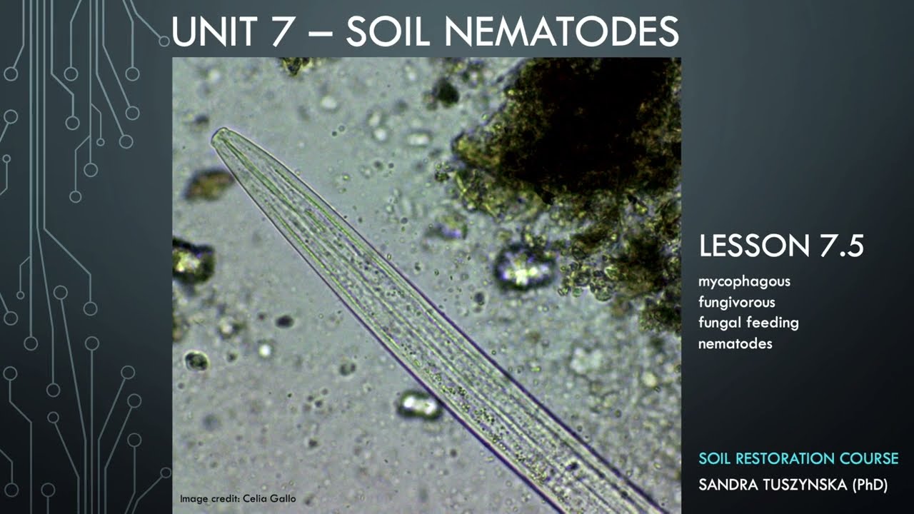 Lesson 7.5 - Fungal feeding nematodes and fungi preferences