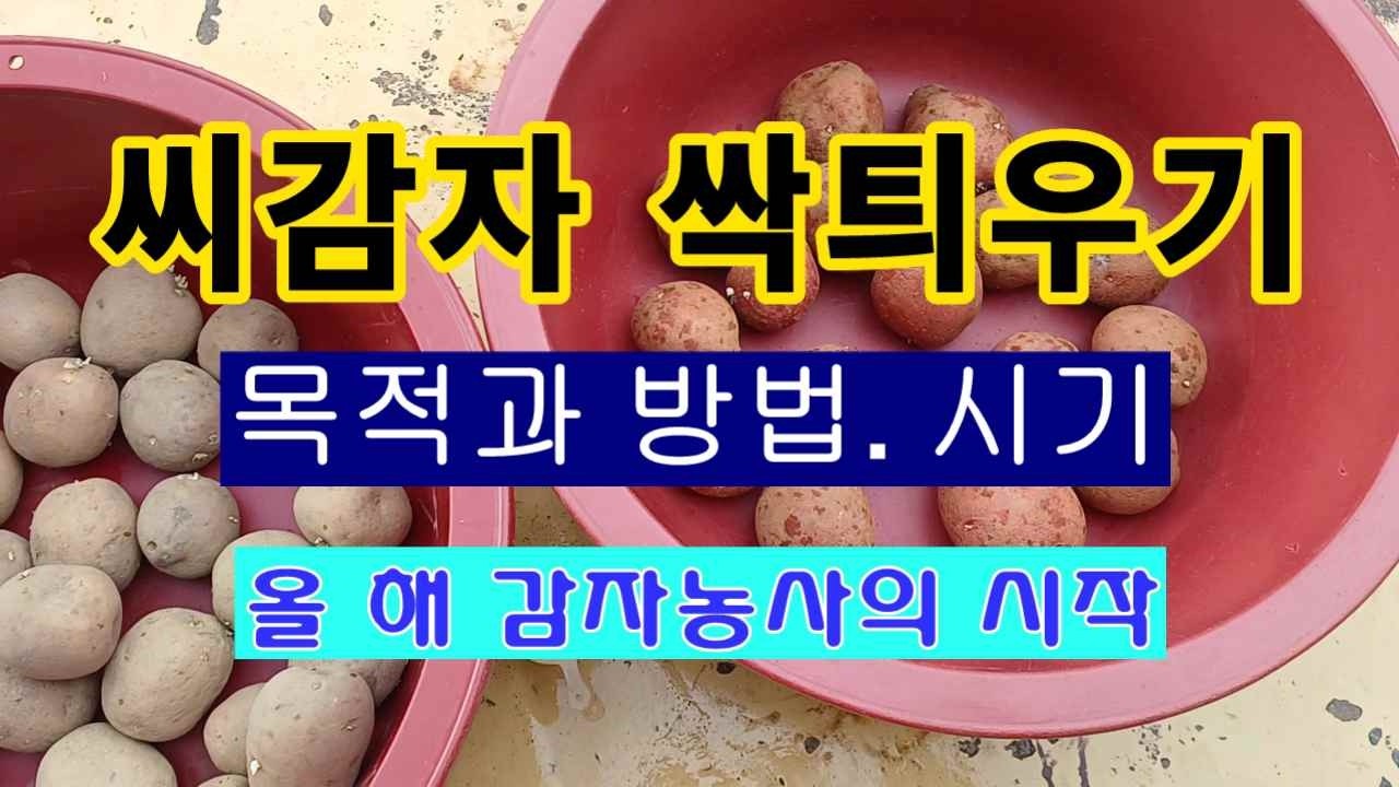 [텃밭농부 2,145]  올해 감자농사의 시작. 씨감자 싹틔우는 목적과 방법, 시기! #감자재배 #씨감자