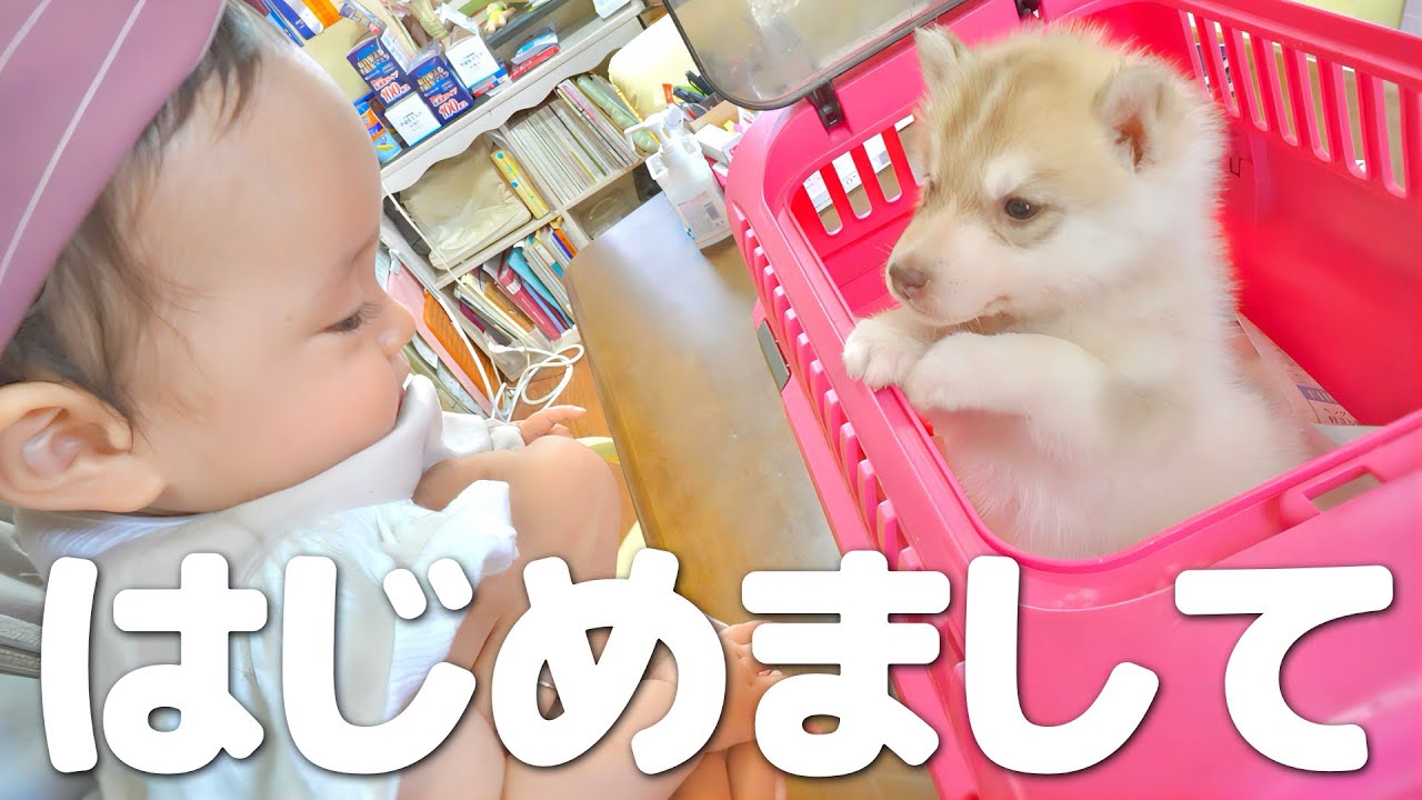 新しい家族と初めて会ったら可愛すぎて悶絶しました...【赤ちゃんハスキー】