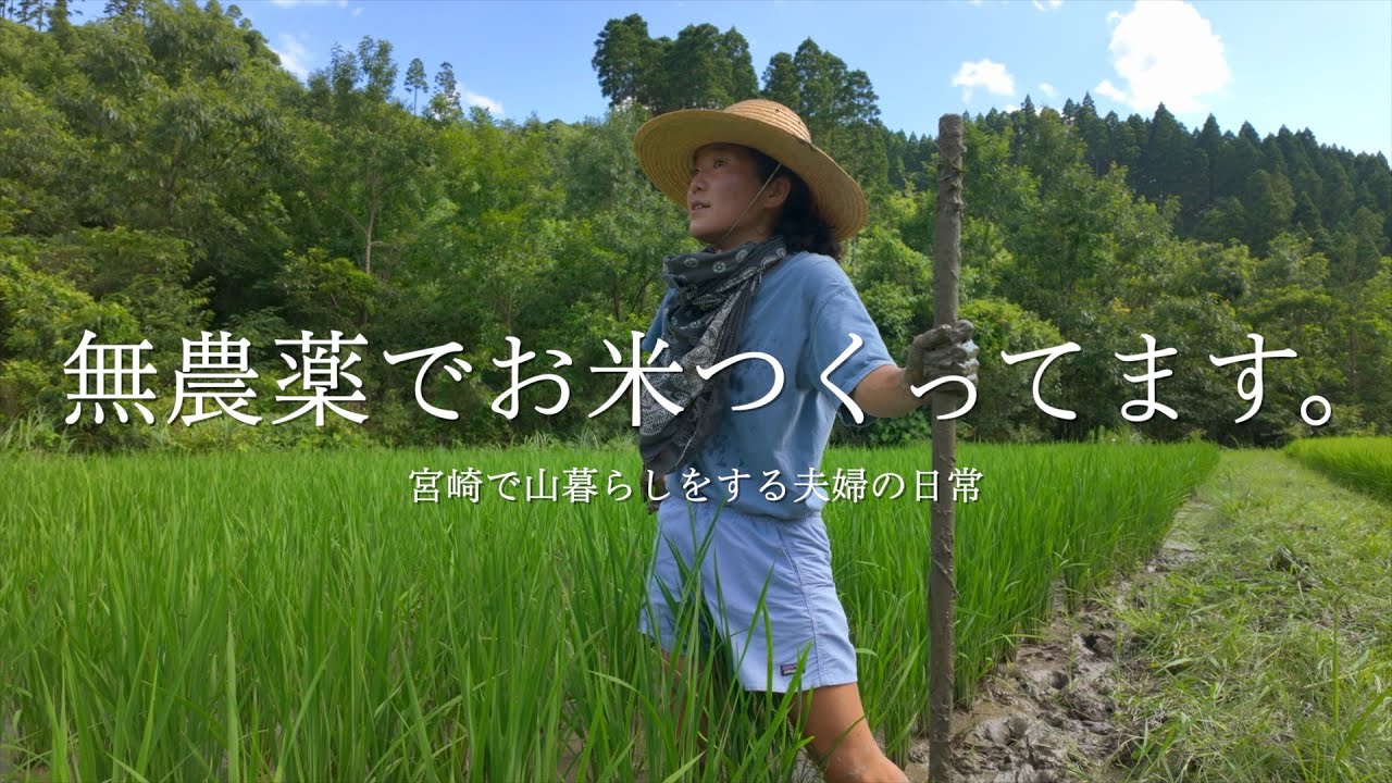 [宮崎移住5年目] 山でお米と野菜をつくって暮らしてます。｜ブルーベリーが豊作すぎて笑いが止まらない