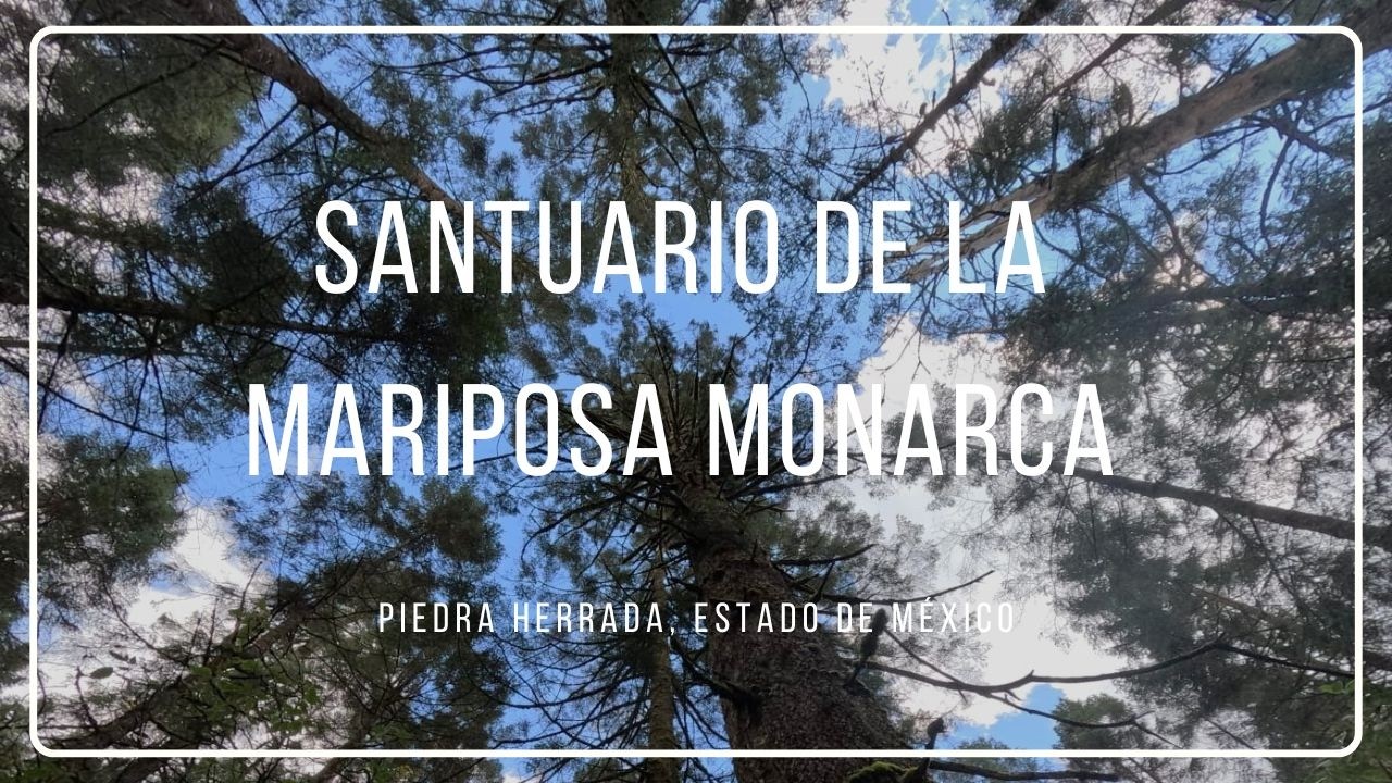 SANTUARIO DE LA MARIPOSA MONARCA!, PIEDRA HERRADA | Chema Zamudio