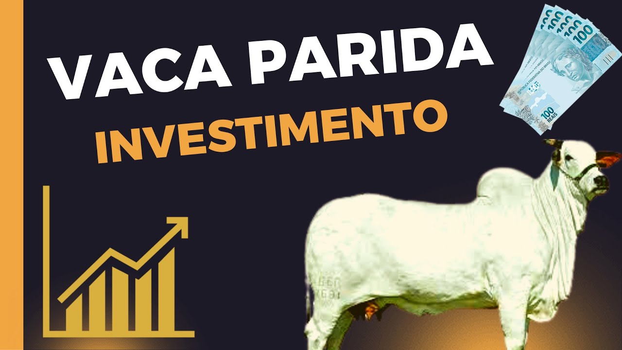 COMO GANHAR DINHEIRO COM VACA PARIDA