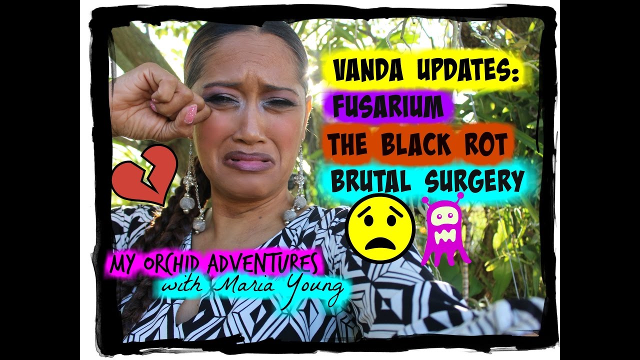 BLACK ROT,  FUSARIUM, EXTREME SURGERY & PROPAGATION UPDATE