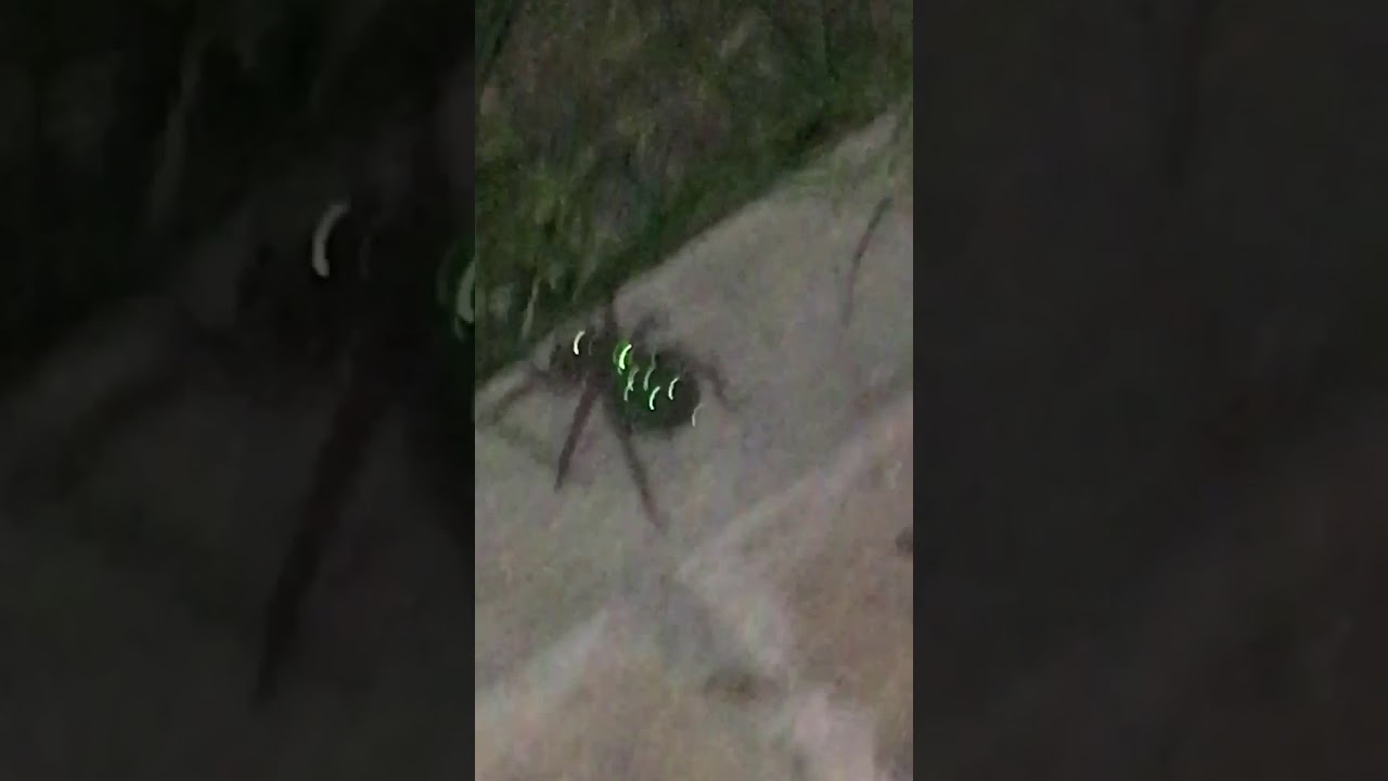 Ara&ntilde;a galponera con cr&iacute;as en el lomo