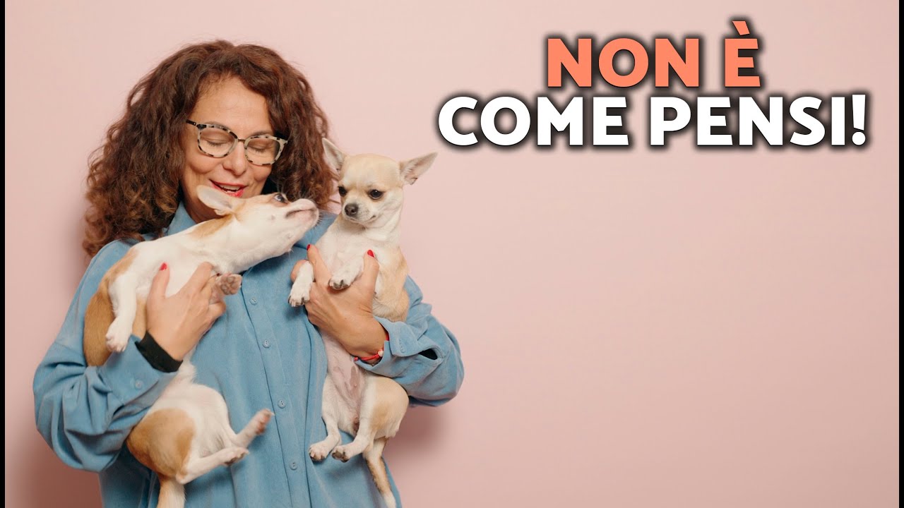 PERCHÉ i Chihuahua ABBIANO COSÌ TANTO? (Il VERO MOTIVO ti sorprenderà 🐕!)