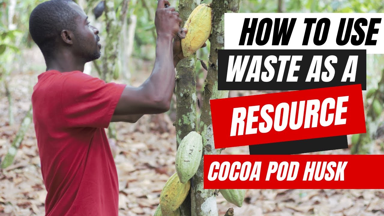 Использование отходов в качестве ресурса II Шелуха какао-бобов II Экопоселение Куми Перма, Гана