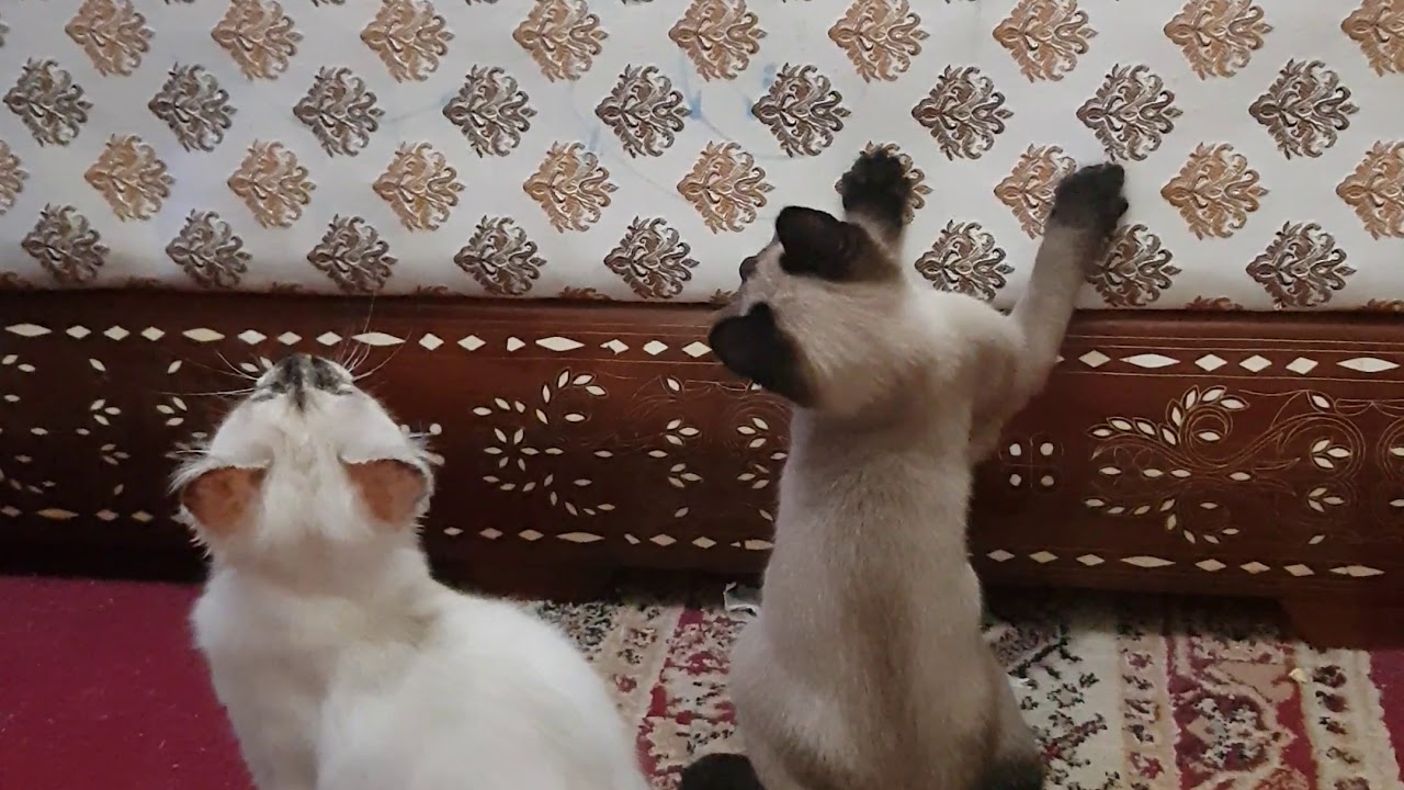 Les chats jouent