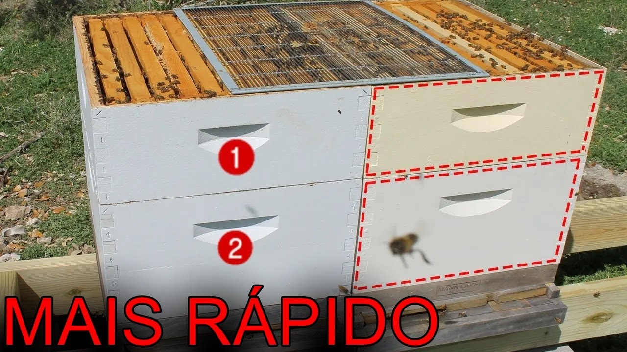 NUNCA MAIS VAI PEGAR ENXAME NO MATO SE APRENDER FAZER MAIS DE 2 COLMEIAS COM APENAS 1 DIVISÃO