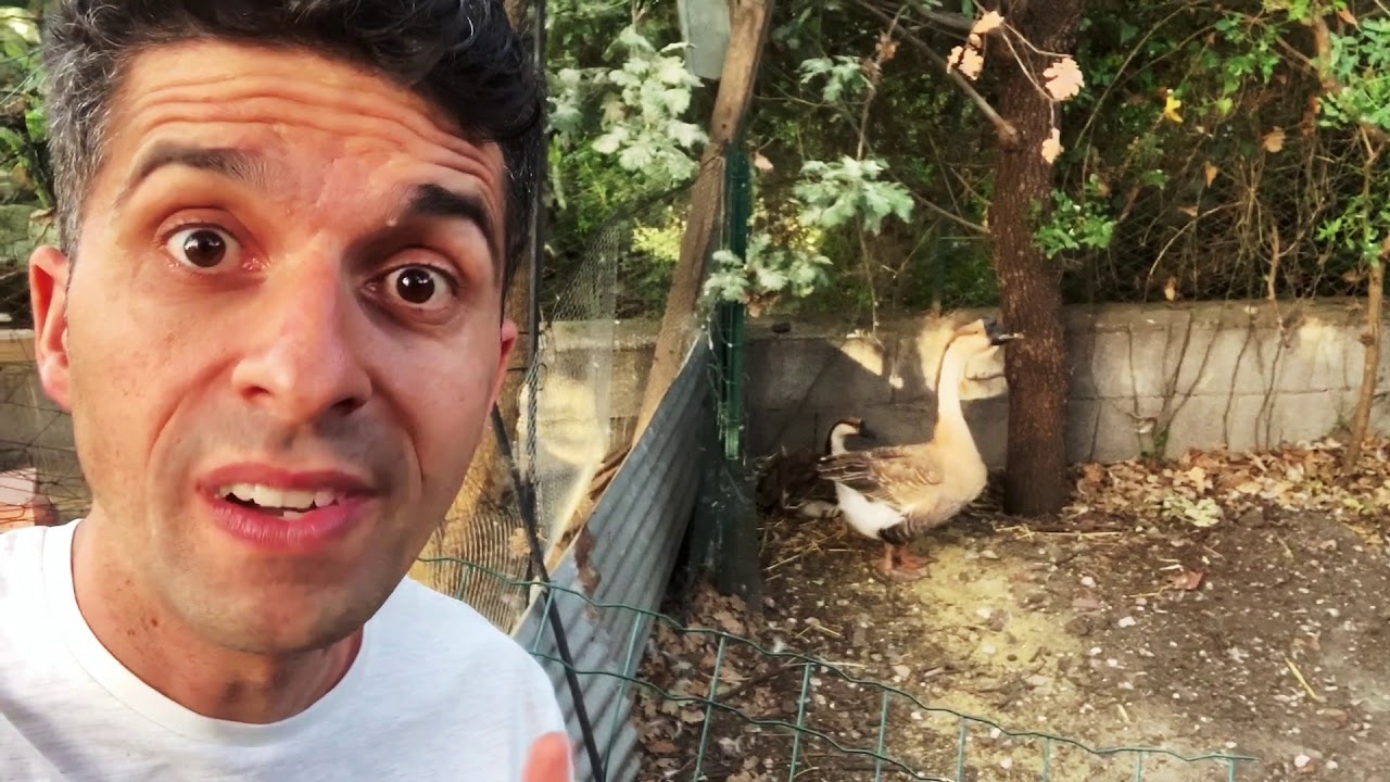 Vi Mostro Tutti i Miei Animali Collezione Completa 2019