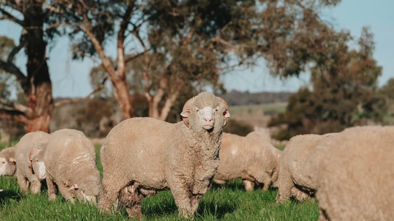 Springfield | 1679 Stockinbingal Road, Cootamundra NSW