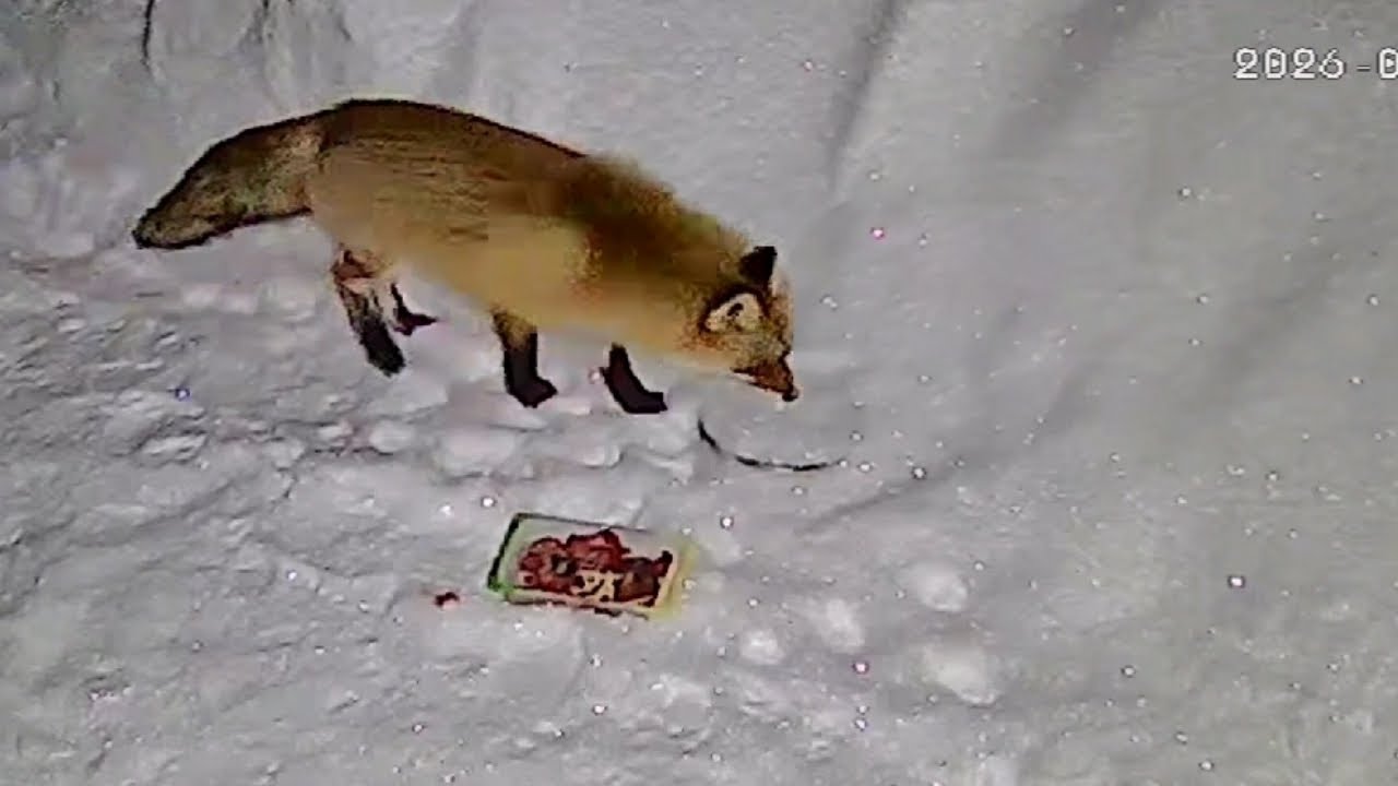 Видео с камеры видеонаблюдения