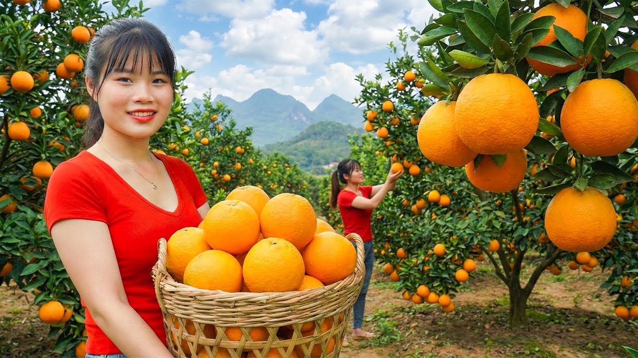 Amazing 2000kg Giant Orange Yield - Market Distribution & Homemade Orange Cake Recipe