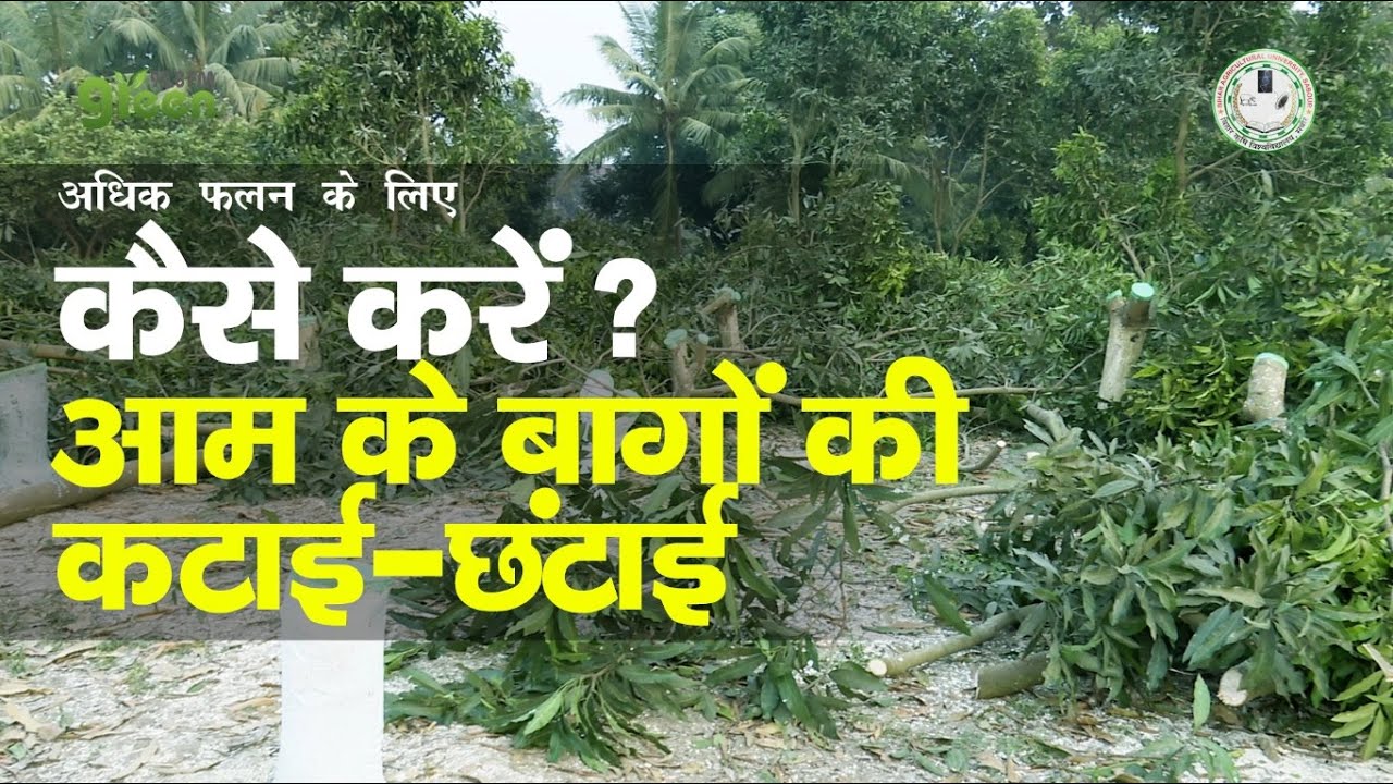 अधिक फलन के लिए आम के बागों की कटाई-छटाई ||Cutting-Purning of Mango Plant ||Mango Orchard Management
