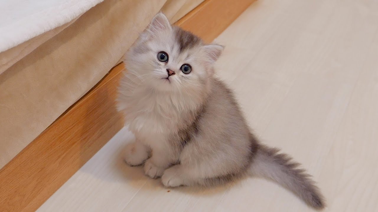 Котёнок, который не может играть с чем-то большим, чем он сам, слишком милый...