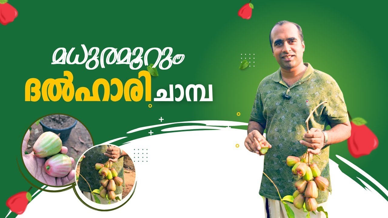 ദൽഹാരി ചാമ്പ | Dalhari Chamba | Dr Unnikrishnan