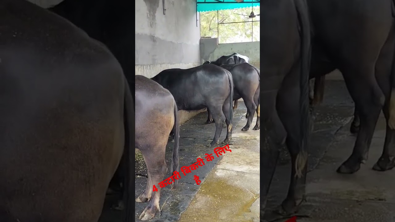 katri sale ke liye hai #murrah #shortvideo #status #yuvraj☎️9813331811