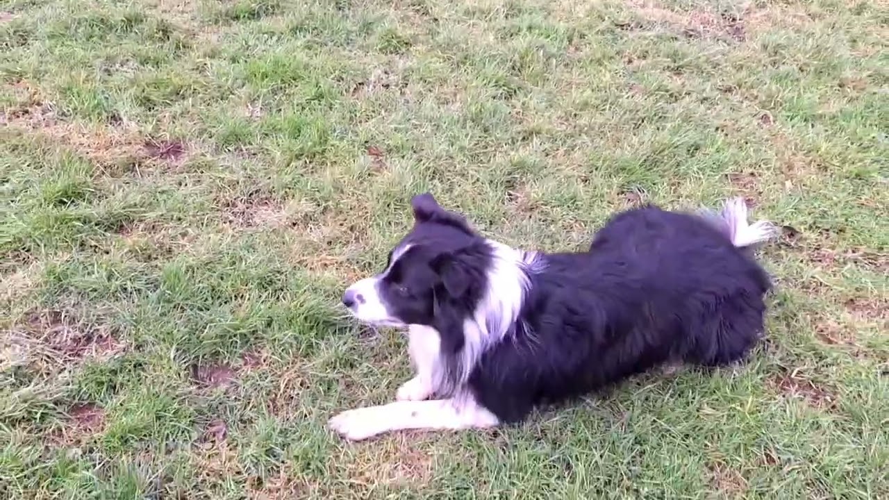 Herding games for pet herding breeds.