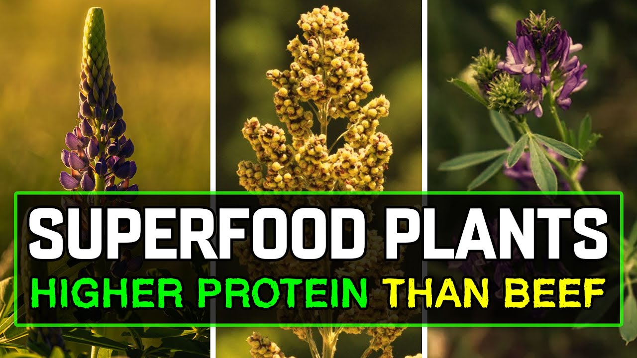 20 Plants With More Protein Than Beef (NASA Studied #2)