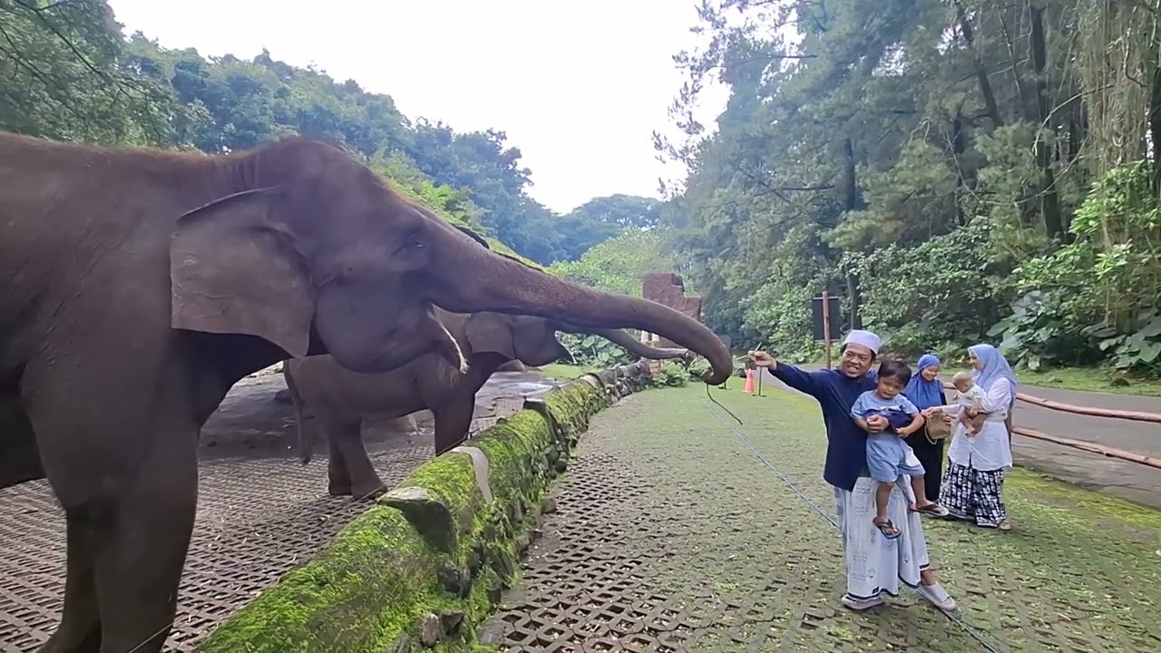 Salim & Adek Feeding gajah