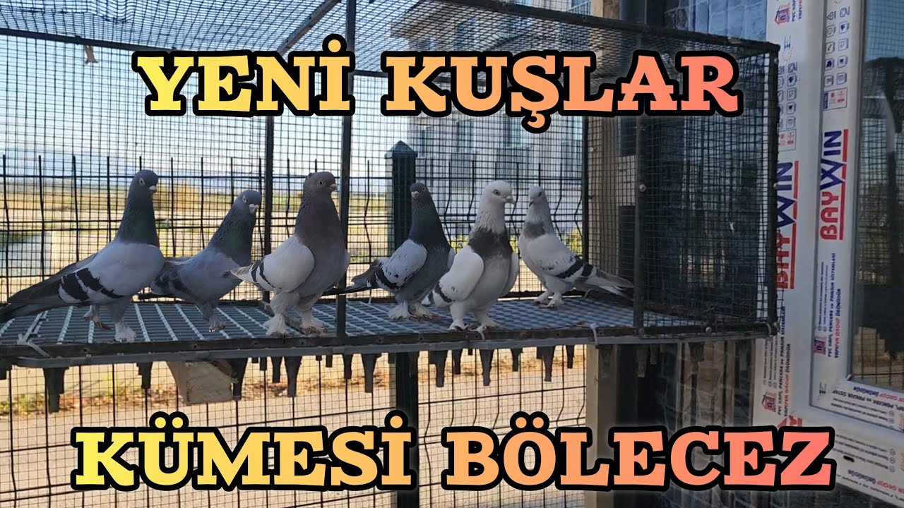 Yeni Kuşları Ufaktan Tanıtalım K&uuml;mesi Ortadan B&ouml;lecez 