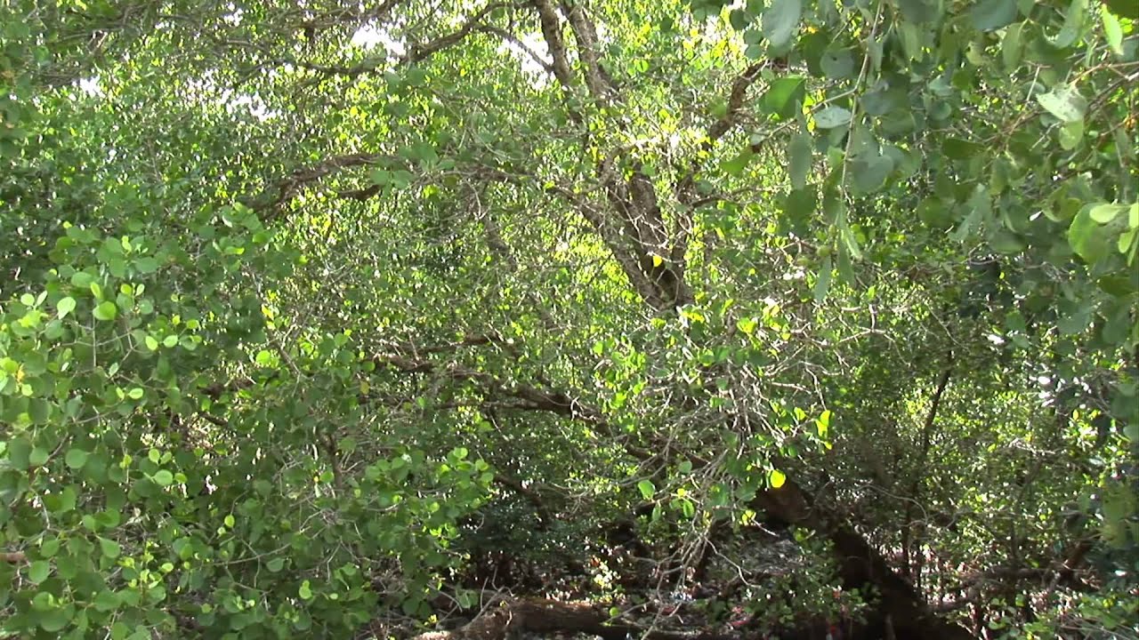 La mangrove, des racines dans la mer