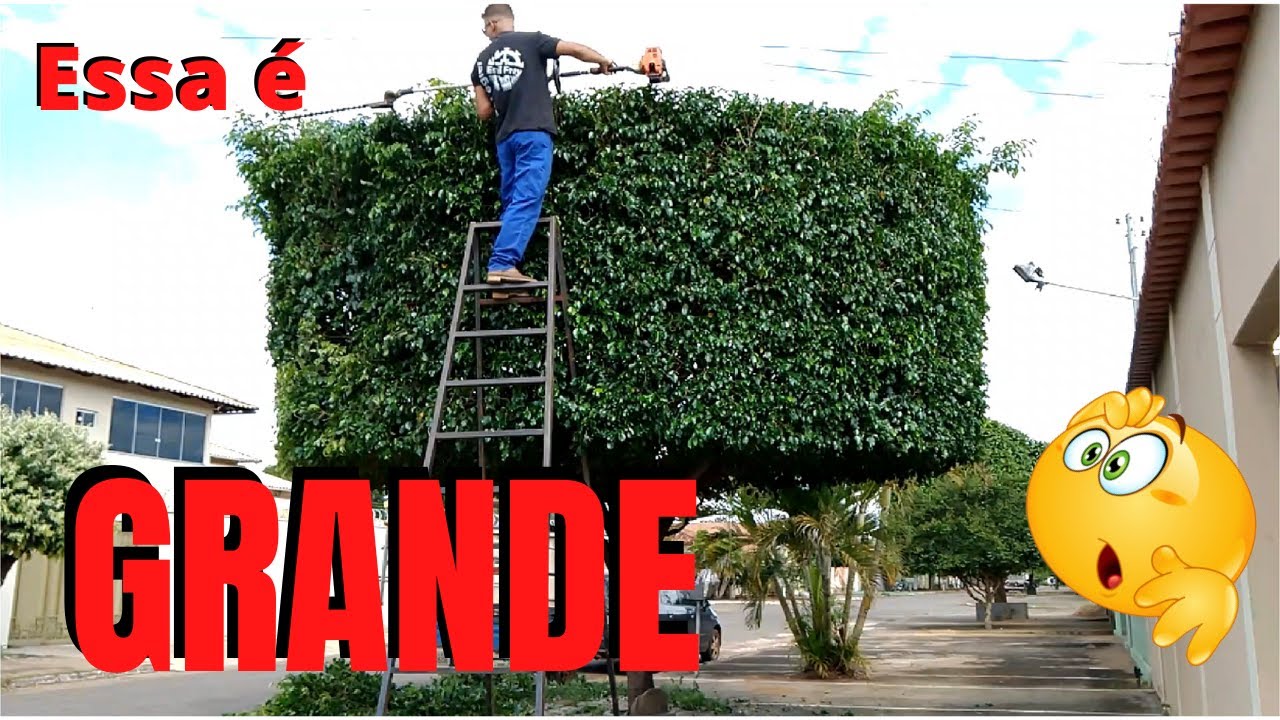 Poda ornamental topiaria, arvore ficus, podador aparador stihl ka85r, trimming tree.