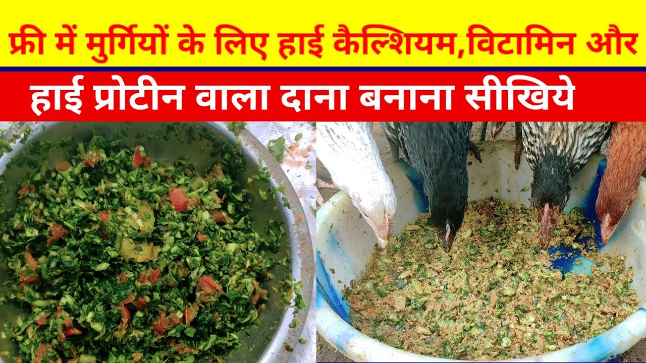 फ्री में मुर्गीयि के लिए हाई कैल्शियम,विटामिन और प्रोटीन वाला दाना बनाना सीखिये(Home made feed)