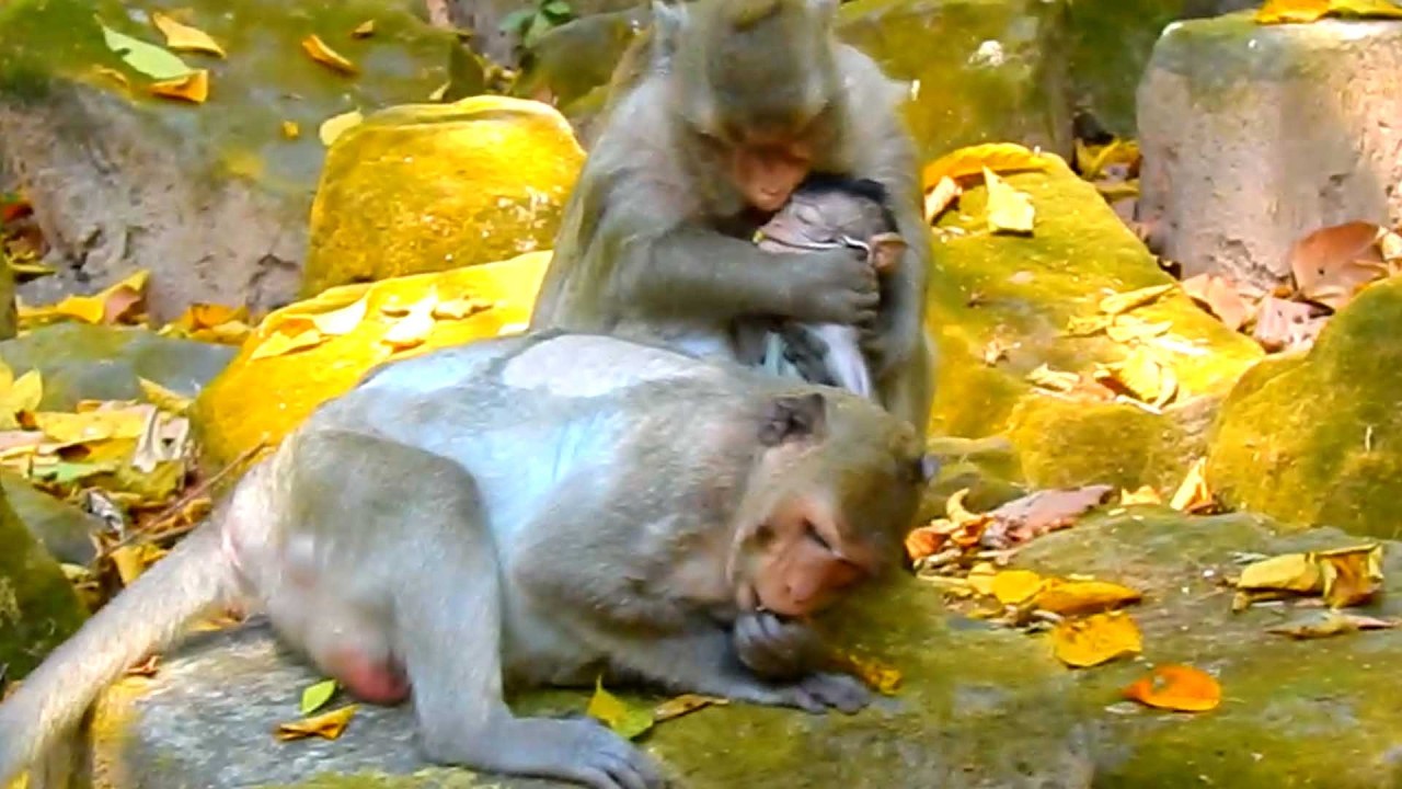 MG! Monkey Loni Plays with Baby Jiva — Jazzy Can’t Stop Her!