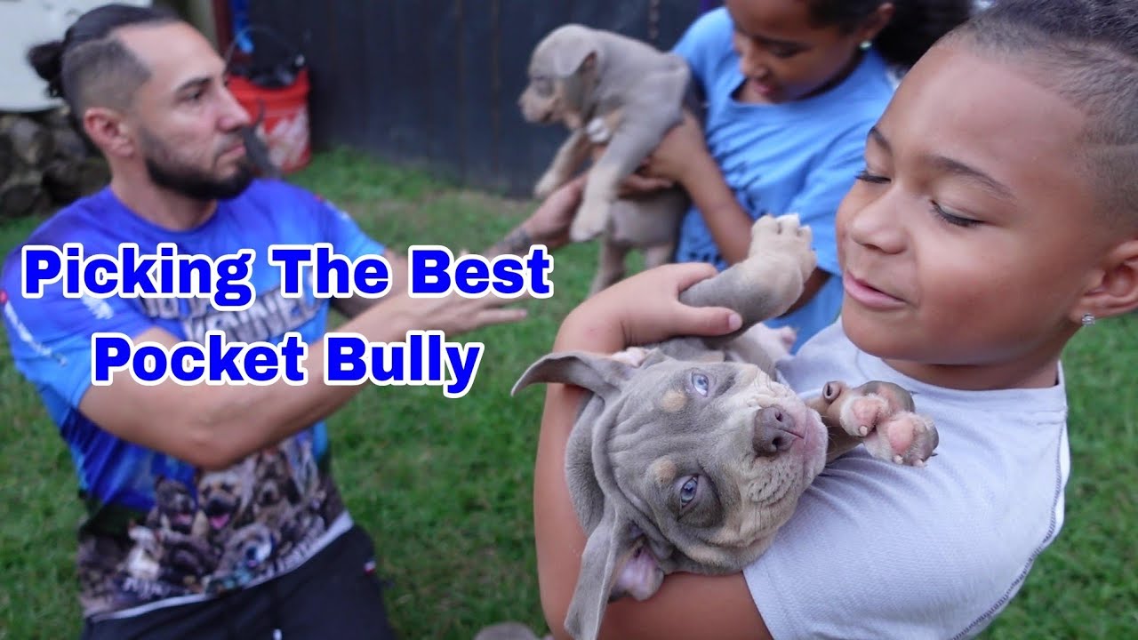 How To Pick The Best Pup Out Of The Litter