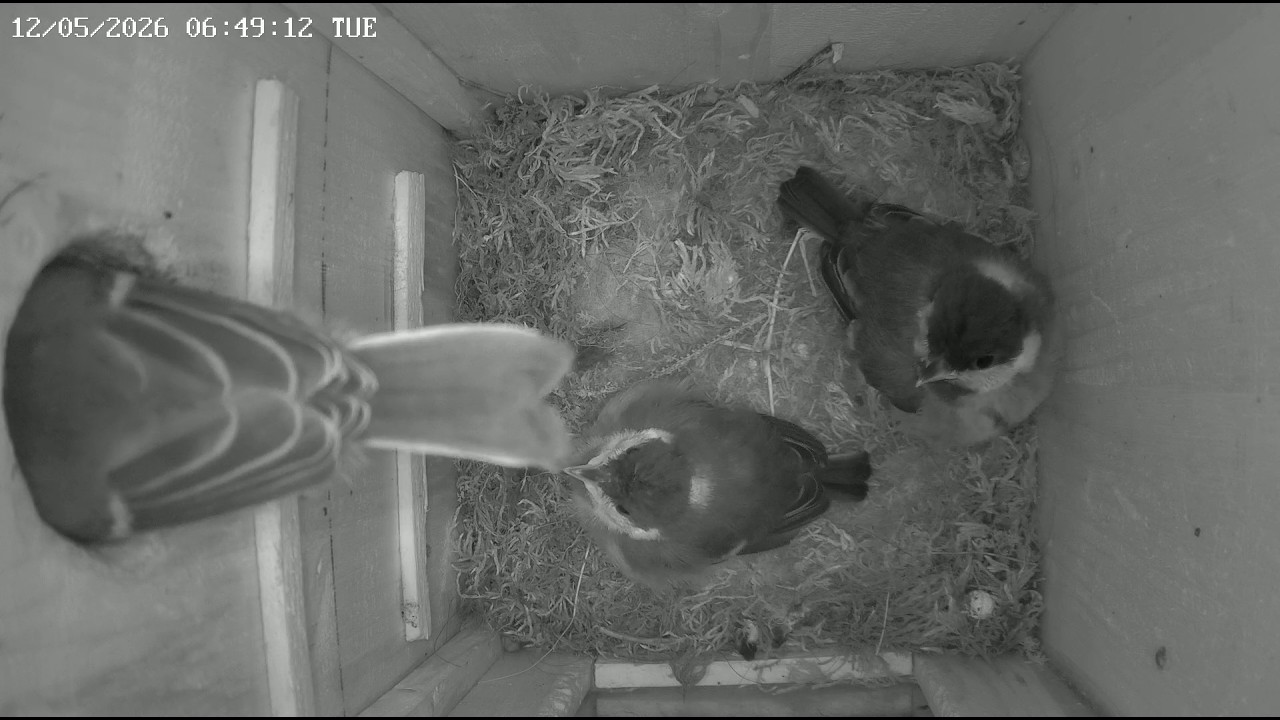 2026-05-12 Vienna - Chicks 6 & 7 Fledge Seconds Apart from Nest Box 1